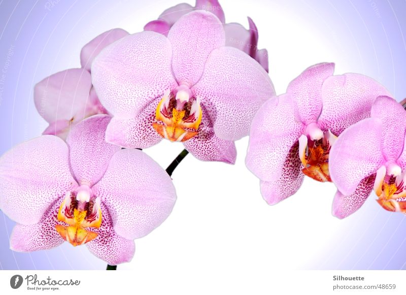 Orchidee 2 Blume Blüte rosa schön Natur himmlich