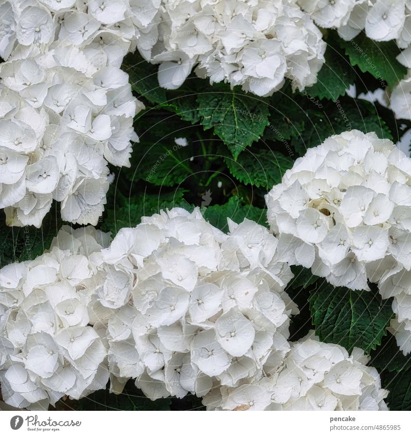 sommerschneebälle Blüten Hortensien weiß Nahaufnahme Garten Blumen Pflanze Sommer Schneeball Blütezeit Zierpflanze