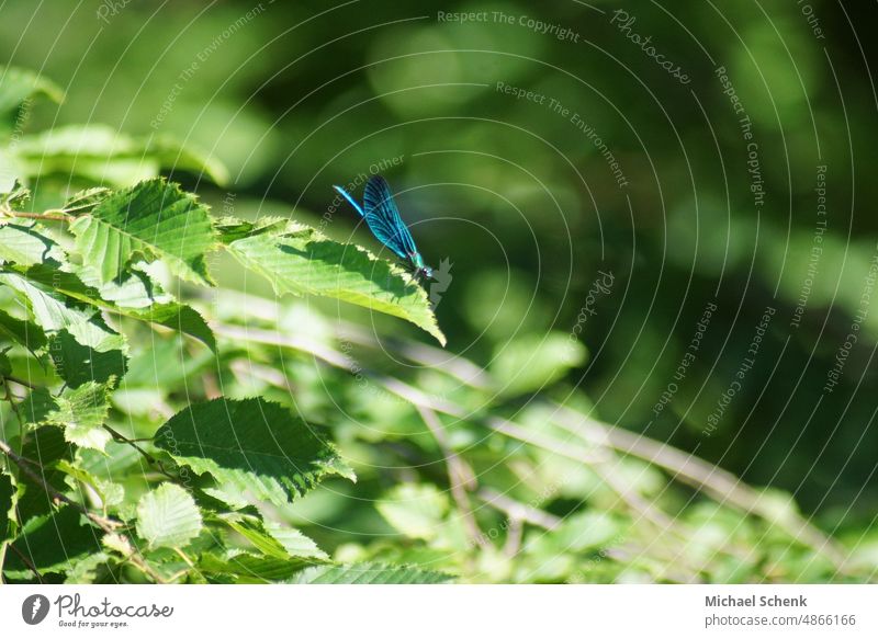 Eine Blauflügel-Prachtlibelle im Sonnenlicht, fotografiert an einem Bach Libelle Insekt Tier Flügel Makroaufnahme Natur Tag Außenaufnahme Tierporträt