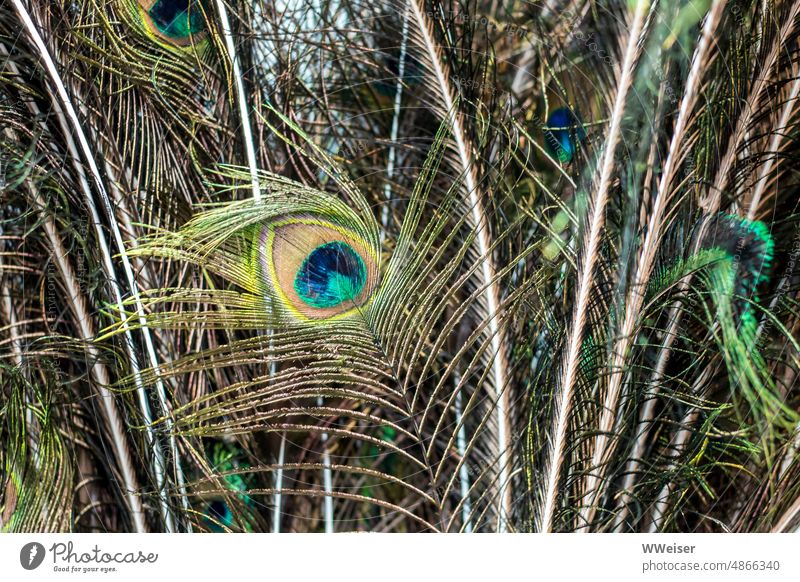 Viele Pfauenfedern stecken zusammen in einer Vase und sind etwas zerfleddert Vogel Luxus Muster Farben alt ungeschönt Detail schimmern kostbar Feder Auge golden