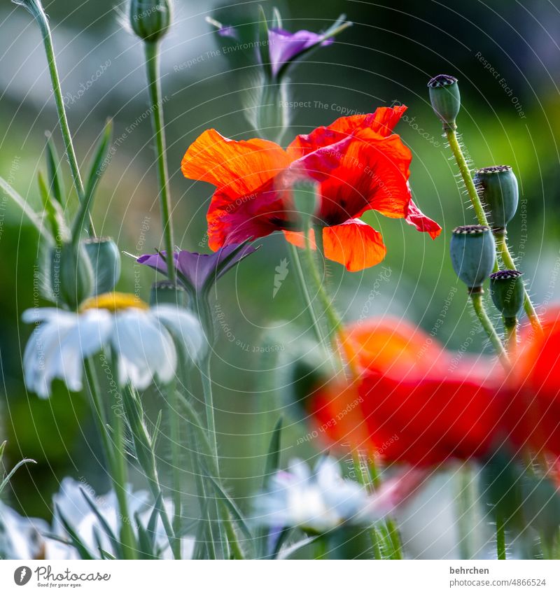 mo(h)ntagsgruß Duft Blüte blühen Natur duftend Feld Wildpflanze grün Pflanze Licht Nutzpflanze Blütenstaub Kontrast Gräser Pollen mohnblumen Mohnfeld Landschaft