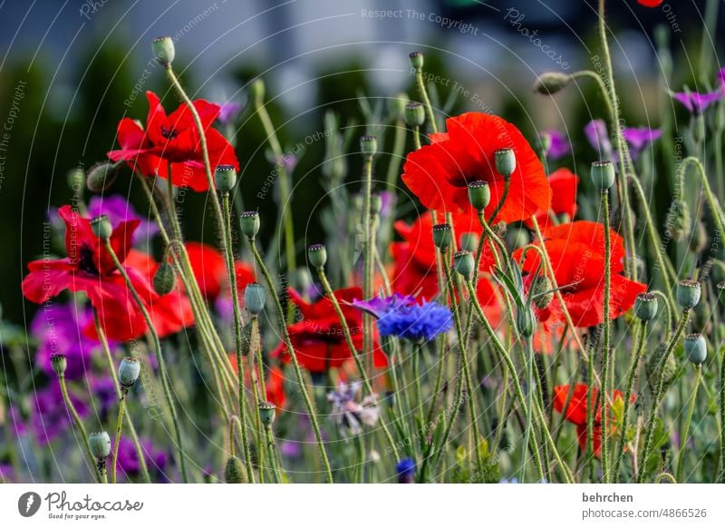 weil montag ist Mohnkapsel Kornblume Mohnblume Unschärfe Blatt Blühend leuchtend Mohnblüte Sonnenlicht sommerlich Landschaft rot Blütenstaub Garten Wiese