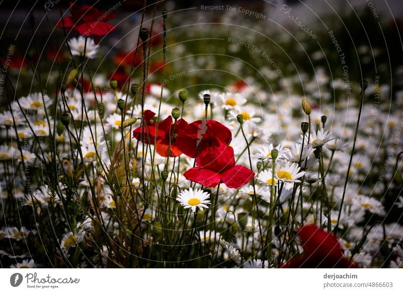 Der Mohn ( Tag  ) ist der schönste Tag der Woche. Blumen Nahaufnahme Farbfoto Außenaufnahme Sommer Natur Blüte Pflanze natürlich Blühend Menschenleer Umwelt