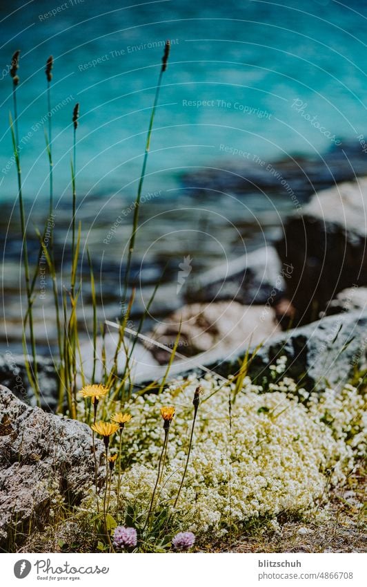 Blümchen am Seeufer Bergsee Wasser blau Blumen Seeuferblumen Blumenbeet Berge u. Gebirge Natur Landschaft Alpen Tourismus wandern Sommer Umwelt