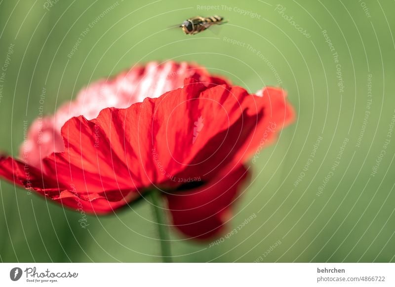 lieblingsplatz Frühling Kontrast grün wunderschön Natur Tierporträt Mohnblüte Sommer Duft duftend Pflanze leuchtend Wildtier prächtig Pollen Garten Hummel Biene