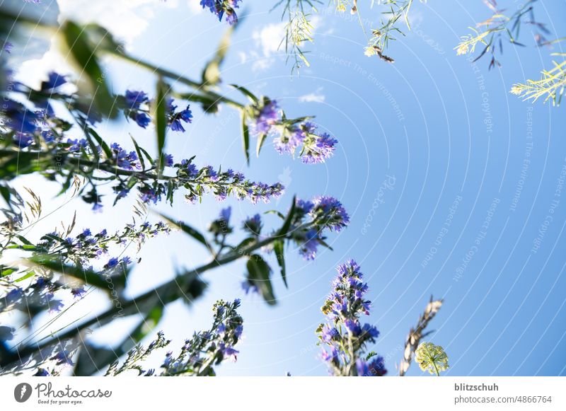 Blumen von unten zum Himmel hoch Pflanze Pflanzen blumen blumenfeld Sommer Blüte Garten Natur Blühend natürlich Blumen und Pflanzen Umwelt Nahaufnahme summer