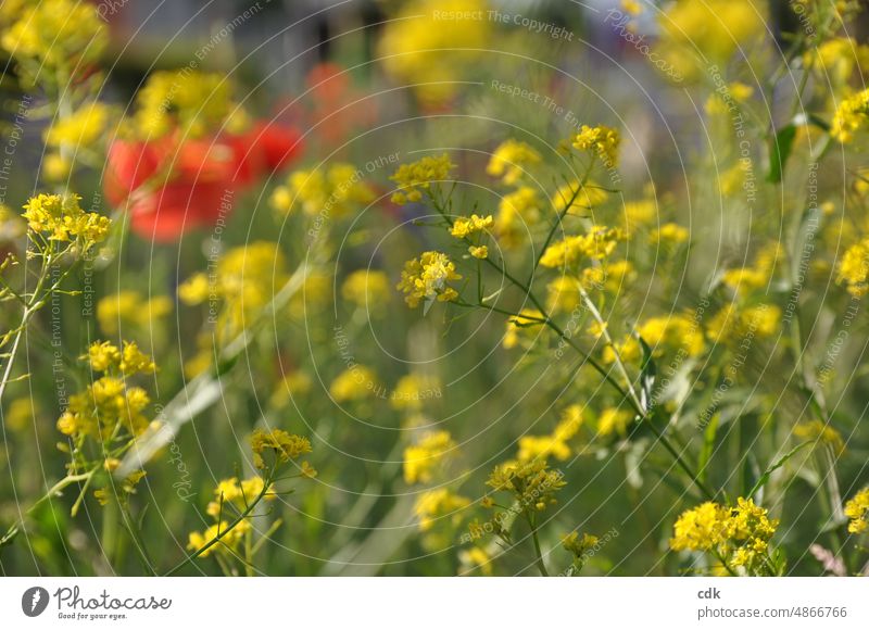 Sommerwiese | gelb, grün, rot. Blumenwiese Wiese blühen Blüte Farbtupfer schön bunt natürlich sommerlich Mohn Schärfe Unschärfe Stengel Natur Umwelt Pflanzen