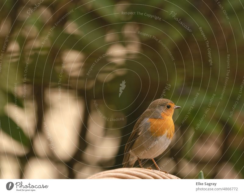 Rotkehlchen -Vogelportrait , unscharfer Hintergrund Schnabel Wildtier Tierporträt Tiergesicht Nahaufnahme Außenaufnahme Menschenleer Natur Flügel schön Kontrast