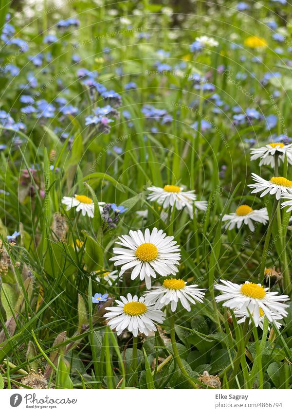 Blühende Blumenwiese im Sommer Garten Blüte Pflanze Außenaufnahme natürlich Wiesenblume Natur Wildpflanze