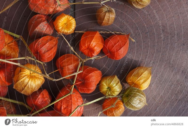 Physalis | Lampionblume | Herbstschätze | sammeln & dekorieren. Pflanze natürlich schön rund getrocknet farbig leicht zart fragil besonders Botanik Ernte Reife