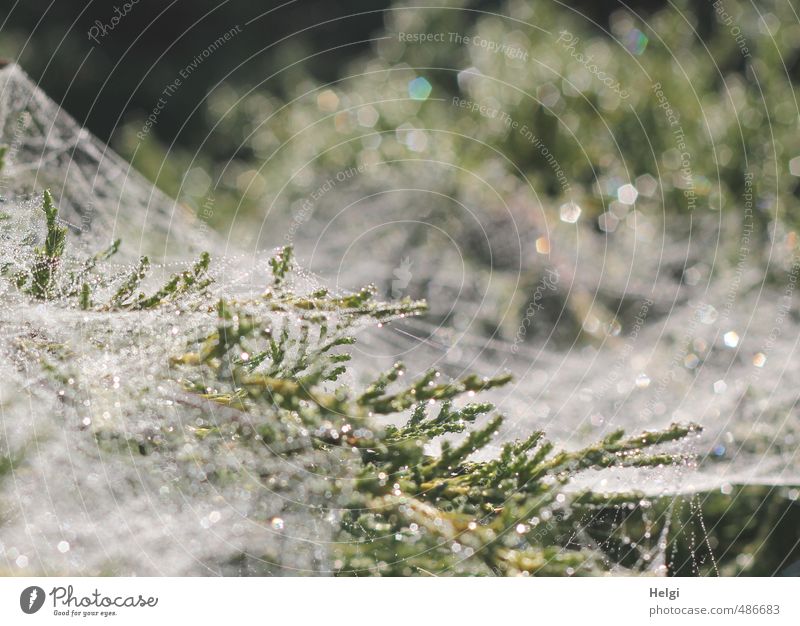 Gespinst... Umwelt Natur Pflanze Herbst Sträucher Garten glänzend ästhetisch authentisch außergewöhnlich einzigartig kalt natürlich grau grün weiß Stimmung