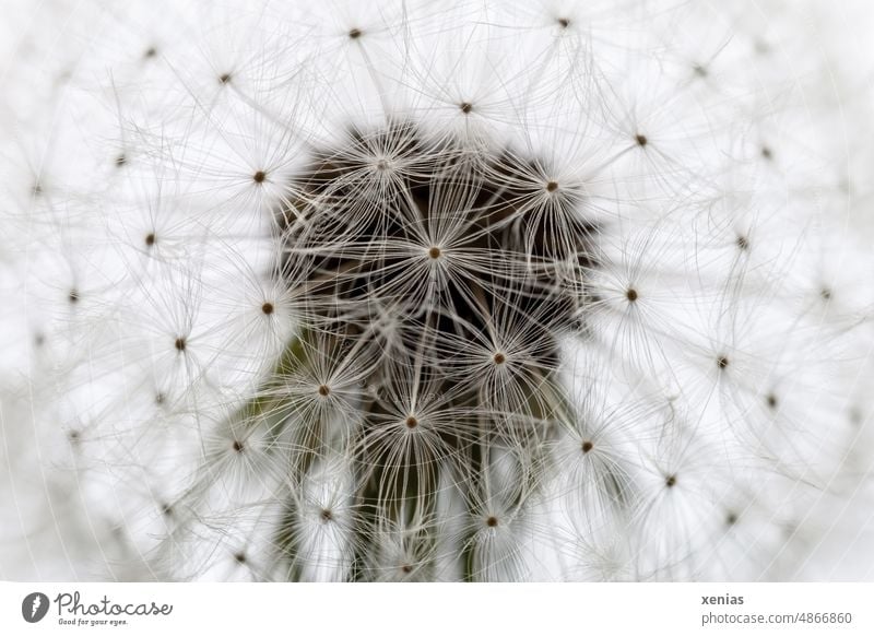 Pusteblume, Löwenzahn, Schirmchen Blume Samen Makroaufnahme Pflanze Natur zart verblüht leicht weich taraxacum Pappus Blüte filigran Detailaufnahme Leichtigkeit