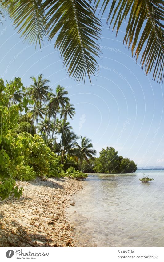 Paradise. Natur Landschaft Tier Sommer Schönes Wetter Wärme Küste Strand Meer Insel Gefühle Stimmung Glück Zufriedenheit Lebensfreude Indonesien Raja Ampat