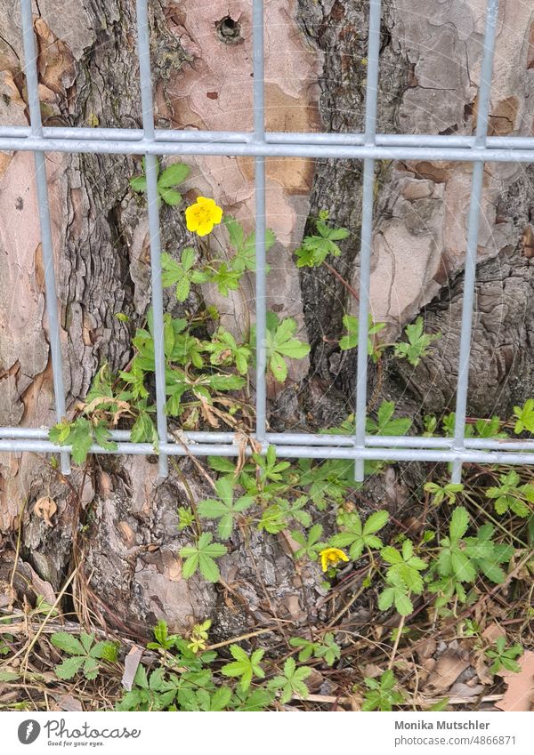 Natur setzt sich durch Außenaufnahme Farbfoto Pflanze Umwelt grün natürlich Makroaufnahme Detailaufnahme Nahaufnahme Blume Blühend Blüte Sommer schön