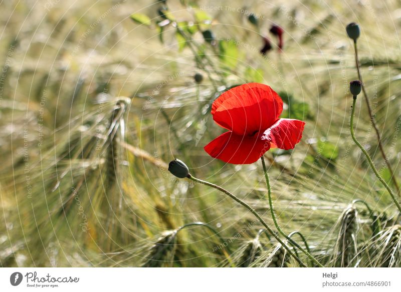 Mo(h)ntag - Klatschmohnblüte und Mohnkapseln im unreifen Gerstenfeld Mohnblüte Ackerbau Nutzpflanze Sonnenlicht schönes Wetter blühen wachsen Pflanze Natur Feld