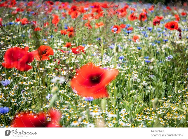 sommer und mohn Kamille Schönes Wetter Menschenleer Blühend prächtig Mohn Unschärfe Garten schön Außenaufnahme Blatt Mohnblüte leuchtend Sommer Blume