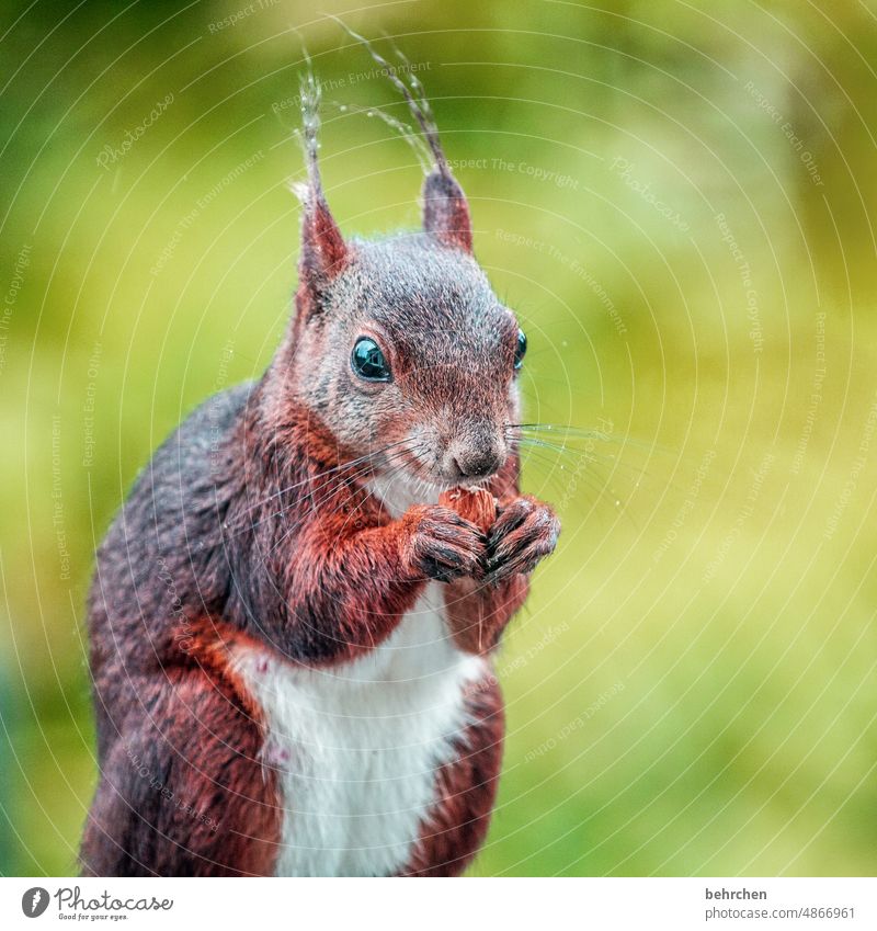 gibts du mir noch ne nuss??? büdde büdde Frechdachs Nagetiere Natur Fell Wildtier lustig klein frech Garten Menschenleer Außenaufnahme Neugier beobachten