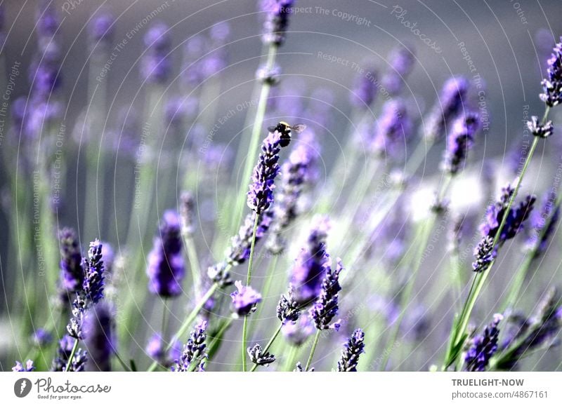 Lavendel Blüten im Wind mit kleiner Hummel in hellem Licht nah an der Straße Lavendelblüten Tageslicht Stadt Blumen Sommer Beet Pflanzen wind windig bewegt