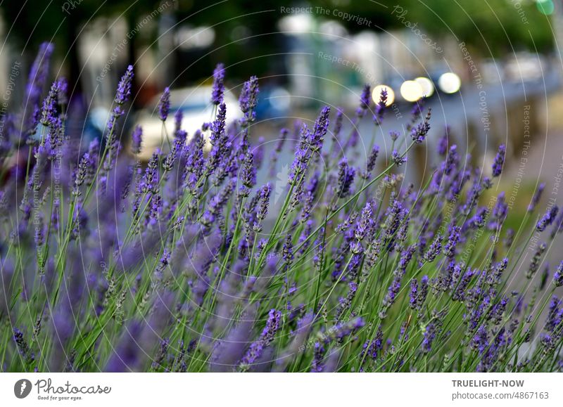 Der Duft der Lavendelblüten an der Straße mischt sich mit den Abgasen der vorbei fahrenden Autos Lavendelduft lila violett Natur Sommer Blüte blühen