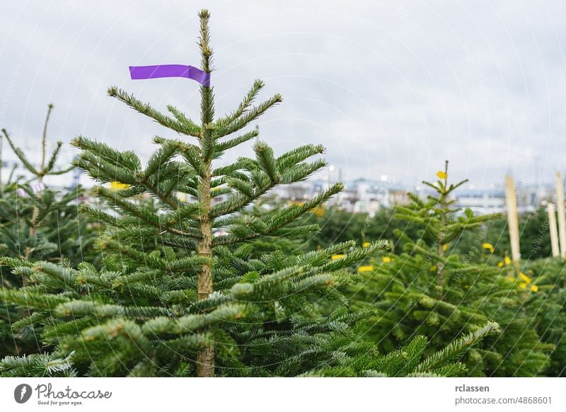 Weihnachtsbäume zum Verkauf auf dem Bauernmarkt für die Weihnachtszeit Weihnachten Baum Sale Ackerbau Business Weihnachtsbaum Dekoration & Verzierung Außenseite