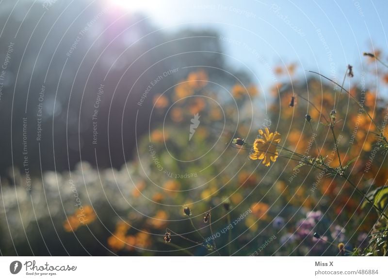 Sonnenschein Garten Wolkenloser Himmel Sonnenlicht Sommer Schönes Wetter Blume Blüte Blühend Duft Wachstum hell mehrfarbig Hoffnung Idylle Natur Blumenfeld