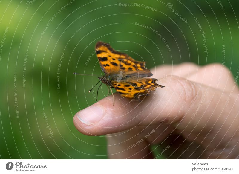 kleiner Besucher Schmetterling schmetterlingsflügel Finger Fingernagel Hand Insekt Makroaufnahme Natur Flügel Schmetterlingsflügel Falter natürlich Unschärfe