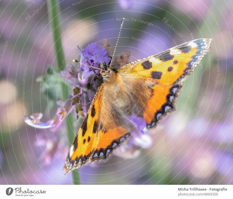 Kleiner Fuchs auf einer Blüte Aglais urticae Natur Tier Fühler Flügel Falter Tiergesicht Schmetterling leuchten glänzend Nahaufnahme Makroaufnahme