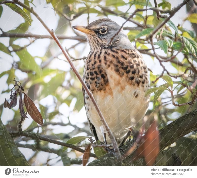 Wacholderdrossel im Baum Turdus pilaris Drossel Vogel Tiergesicht Auge Schnabel Gefieder Federn Flügel Kopf Wildtier Tierporträt Ganzkörperaufnahme