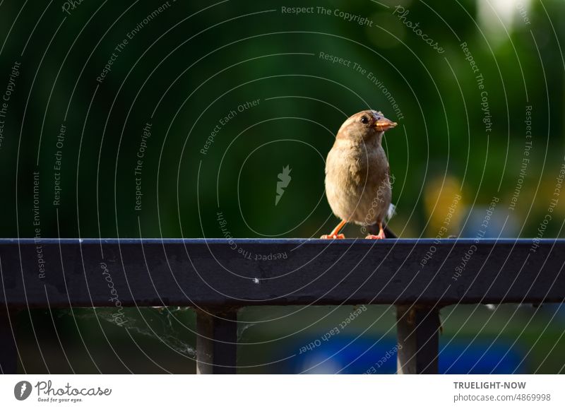 Ein Sperling Spatz sitzt ganz allein in der Abendsonne auf dem Geländer am Fluss und schaut mit glänzend schwarzen Augen fragend ob es noch mehr zu picken gibt