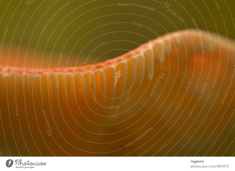 Feine Pilzstruktur Natur Pflanze Herbst Pilzhut Pilzsucher leuchten Wachstum ästhetisch Duft schön klein natürlich grün rot weiß Stimmung authentisch Erholung