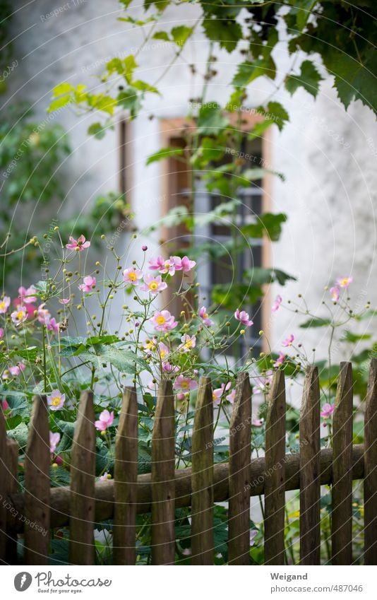 Blumeneck Leben harmonisch Sinnesorgane Erholung Natur entdecken Duft Glück Zufriedenheit Lebensfreude Frühlingsgefühle Leidenschaft Romantik Blüte Gasse