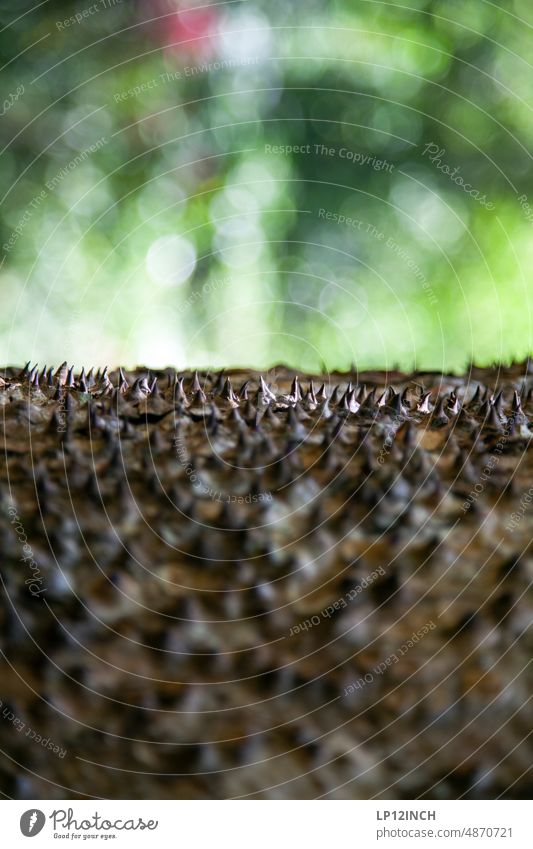 CR XVI. Natürliche Gegenwehr Sandbüchsenbaum Hura crepitans Baumrinde Schutz Costa Rica Spitze stachelig Natur Nahaufnahme Umweltschutz pflanze Urwald Wald