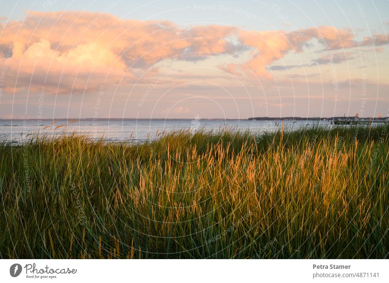 Abendlicht im Dünengras Licht Gras Wolken Himmel Natur Küste Meer Ferien & Urlaub & Reisen Außenaufnahme Erholung Menschenleer ohne Personen