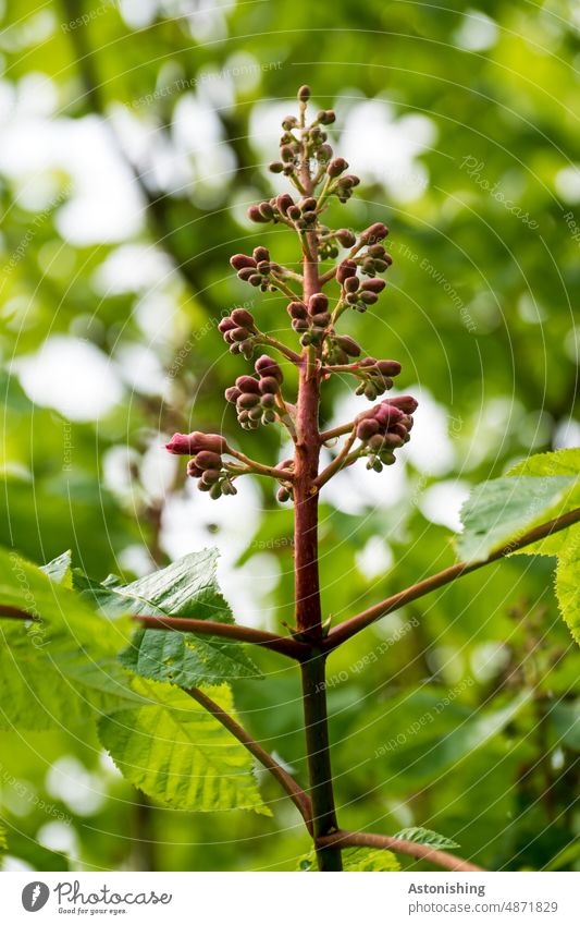 Blüte im entstehen Baum Blätter rot Natur grün Laub Laubbaum klein Stiel Stängel Pflanze Wald Blatt Farbfoto Umwelt Tag Ader Blattwerk Frühling frisch Ast Licht