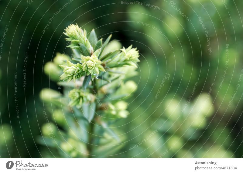 Blüte eines Nadelbaumes Nadeln Baum Natur grün dunkel NaturWachstum Detail Schwache Tiefenschärfe Zweig Ast immergrün Pflanze Farbfoto Umwelt Menschenleer