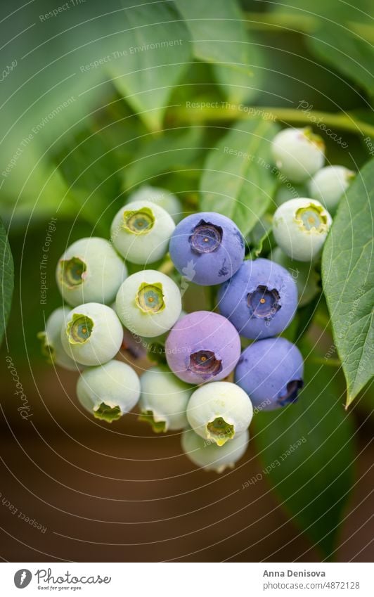 Frische Bio-Heidelbeeren im Garten Blaubeeren Beeren blau grün frisch Frucht Buchse Natur Pflanze reif Lebensmittel Sommer organisch Ernte Strauch Ast