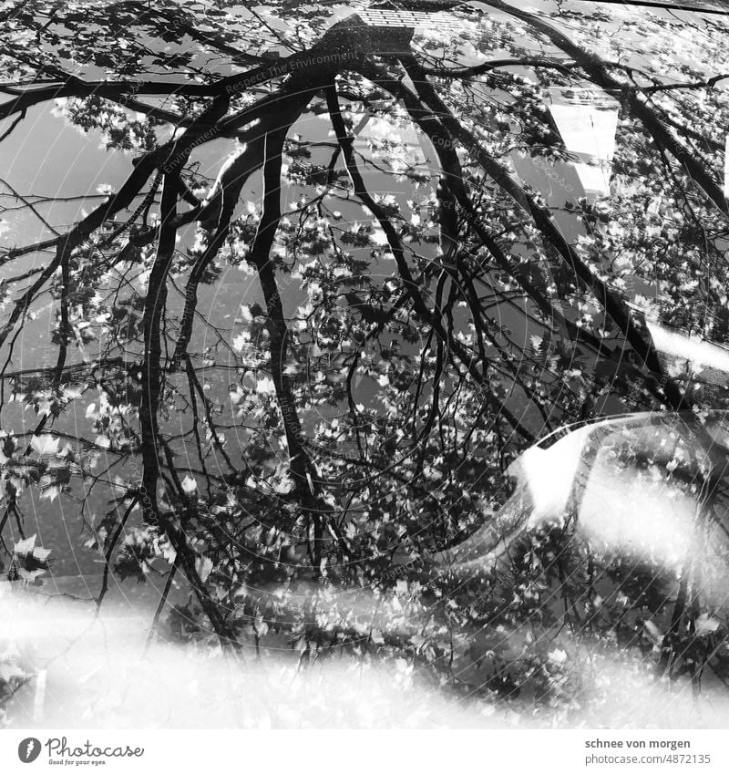 Sommersonnenwende Sonne Baum Spiegelung Auto Realität Hell Licht Verzerrung Blätter Reflexion & Spiegelung grün Wasser Himmel blau Sonnenlicht sonnig Natur