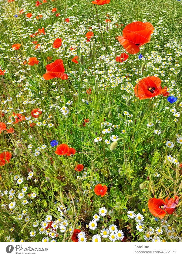 Für solche wundervollen Blühwiesen liebe ich den Sommer. Mohnblumen, Kornblumen, Margeriten und Kamille. Hach einfach schön! Natur Pflanze Blume Blüte