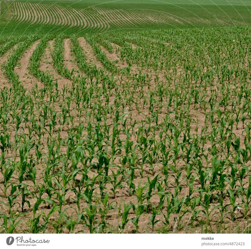 Grüne Wellen Feld Mais Landwirtschaft Maisfeld Nutzpflanze grün Ackerbau Wachstum Ernte Sommer Pflanze Umwelt Lebensmittel Ernährung Kornfeld Getreidefeld Weite