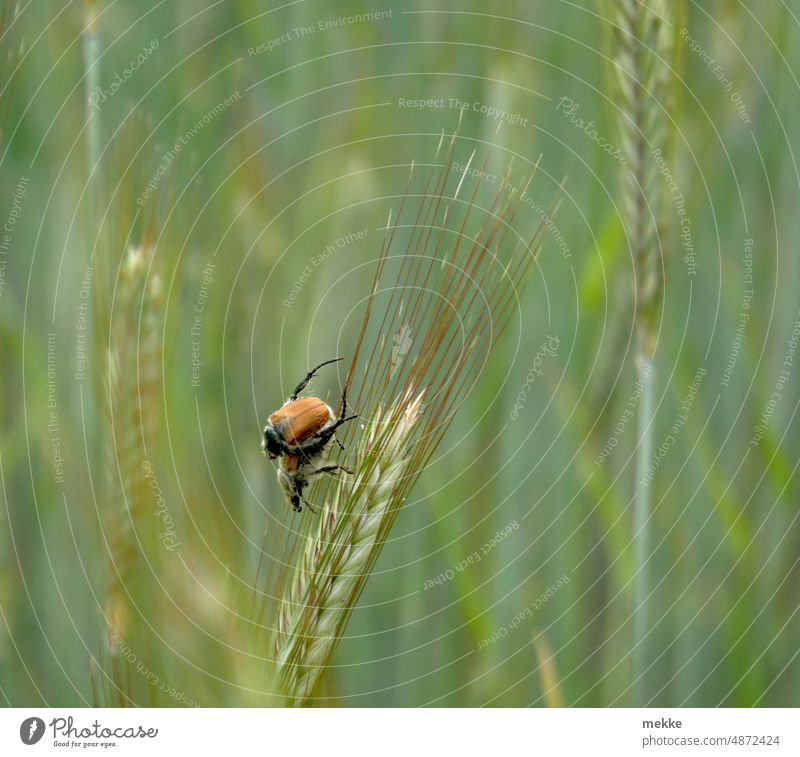 Käferstündchen im Kornfeld Getreide Insekt Ähre Sommer Getreidefeld Ähren Ackerbau Feld Landwirtschaft Nutzpflanze Ernte Lebensmittel Umwelt Gerste Ernährung