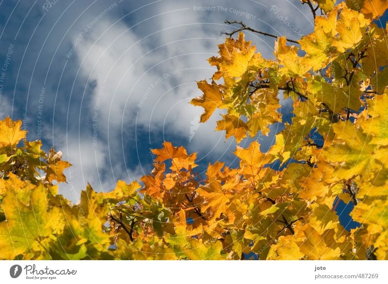 blätterdach Natur Pflanze Wolken Herbst Baum hängen leuchten gelb Leichtigkeit Verfall Herbstlaub Blatt Blätterdach herbstlich Sonnenstrahlen mehrfarbig