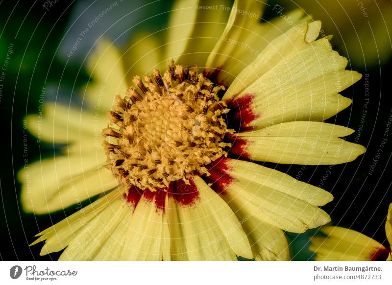 Coreopsis verticilliata, Mädchenauge, Blütenstand blühen Zungenblüten Röhrenblüten gelb aus den USA Korbblütler Asteraceae Compositae Blume Pflanze Staude