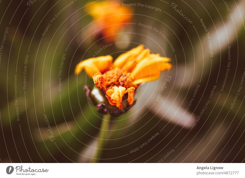 Wenn Blumen verblassen Nahaufnahme natürlich aussehend Blühend verblüht welkend Außenaufnahme Natur pur Naturerlebnis Farbfoto Sommer Tiefenschärfe Menschenleer