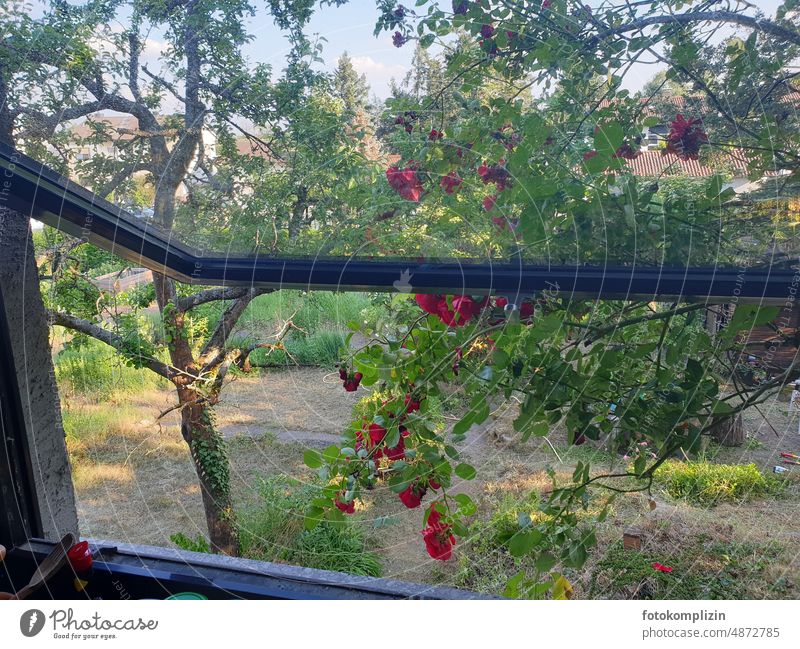 Fensterausblick zum Garten oder blühender Rosenstrauch am Fenster Ausblick Schwingfenster Sommer Natur romantisch Baum Apfelbaum Eigenheim Trockenheit Rasen