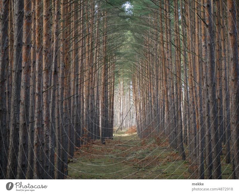 Licht am Ende der Schneise II Wald Bäume Natur Baum Märchenwald Herbst Sonnenlicht Umwelt Landschaft hell mystisch Zauberwald dunkel Tunnel Tunnelblick