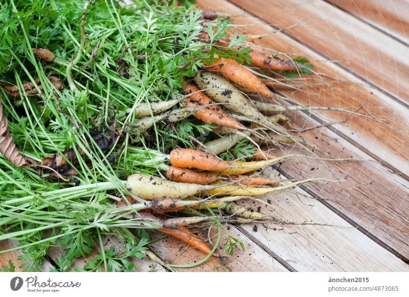 Kleine dreckige Möhren in verschiedenen Farben anbauen Bio Gemüse Biogemüse Garten essen Lebensmittel Bioprodukte frisch Gesundheit Ernährung