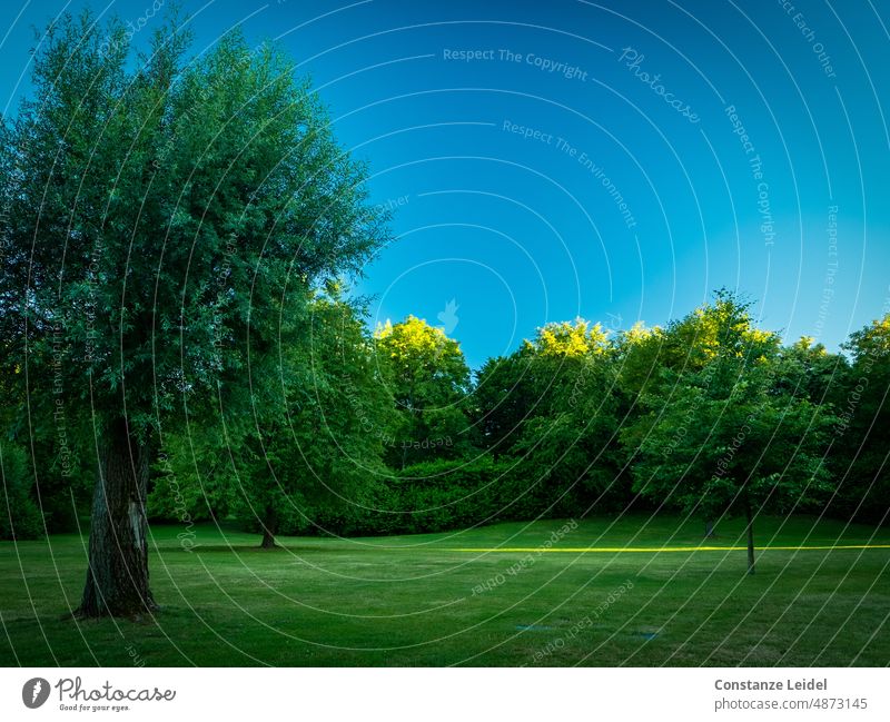 Abendstimmung in einer grünen Lichtung mit blauem Himmel und gelben Sonnenstrahlen Sonnenlicht Sonnenuntergang Bäume Menschenleer Lichtstrahl Landschaft Idylle