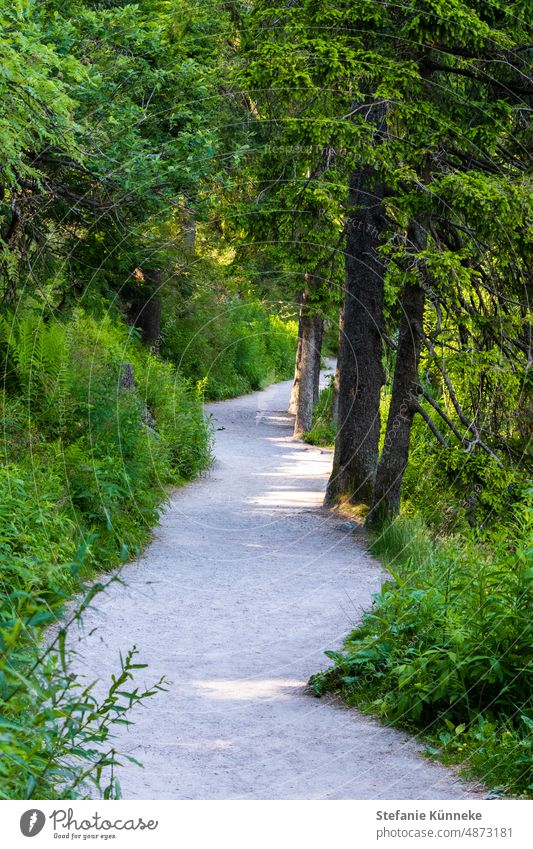 Der Weg ist das Ziel Schwarzwald Urlaub Schwarzwaldhochstraße Hornisgrinde Erholung Seeufer Ausflug Menschenleer ruhig Bäume Mummelsee Trampelpfad Pfad