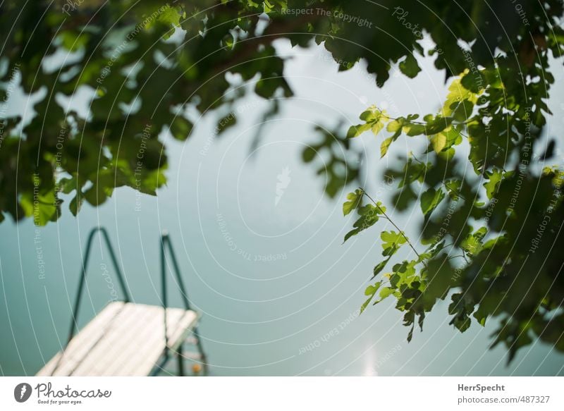 Steg See Maulbeerbaum Umwelt Natur Sommer Schönes Wetter Baum Blatt Maulbeerblatt Garten Seeufer sportlich schön grün Schwimmen & Baden Badesee Durchblick Zweig