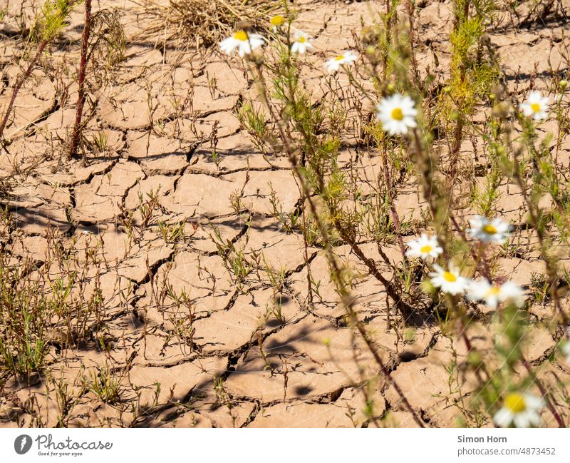 Trockenheit und Dürre Steppe austrocknen Blume Anpassung trocken Umwelt Klimawandel Erwärmung heiß Oberfläche Riss Klimakatastrophe Klimakrise Sommer Boden Erde